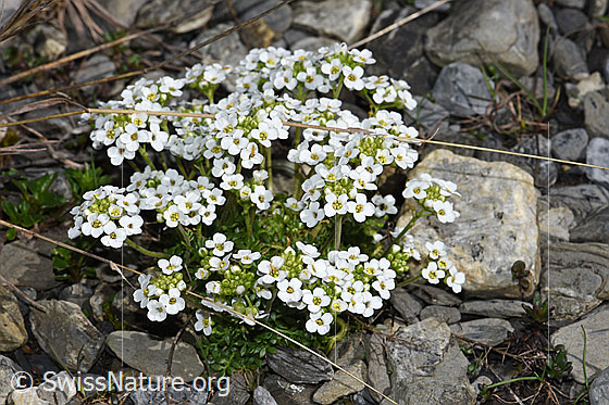 Foto: Alpen-Gämskresse (Pritzelago alpina). Ganze Pflanze (Habitus).