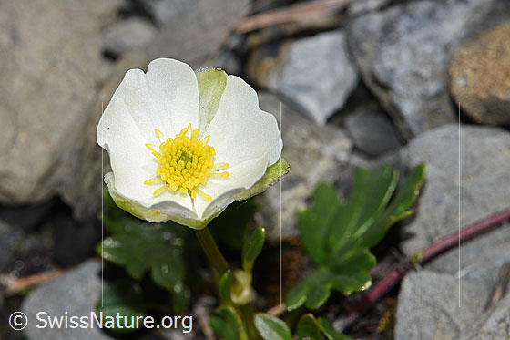 Foto: Alpen-Hahnenfuss (Ranunculus alpestris). Blüte.