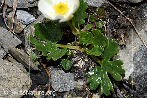 Foto: Alpen-Hahnenfuss (Ranunculus alpestris). Blätter und Stängel.