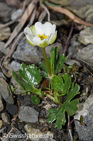 Foto: Alpen-Hahnenfuss (Ranunculus alpestris). Ganze Pflanze (Habitus)