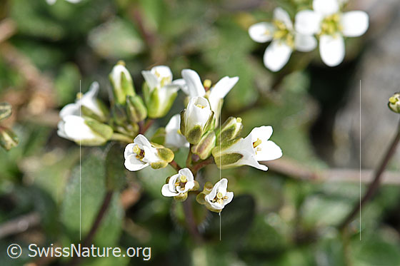Foto: Alpen-Gänsekresse (Arabis alpina). Blüten.