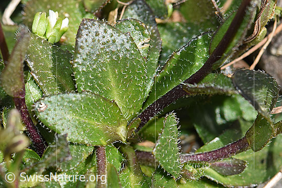 Foto: Alpen-Gänsekresse (Arabis alpina). Blätter und Stängel.