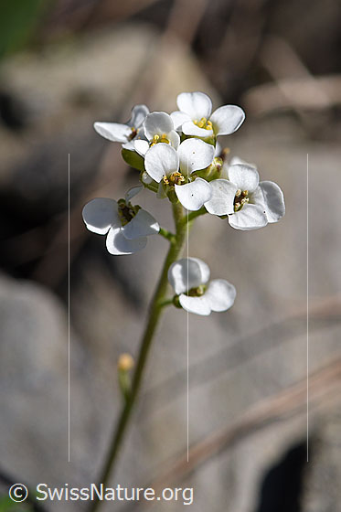 Foto: Alpen-Gämskresse (Pritzelago alpina). Blütenstand.