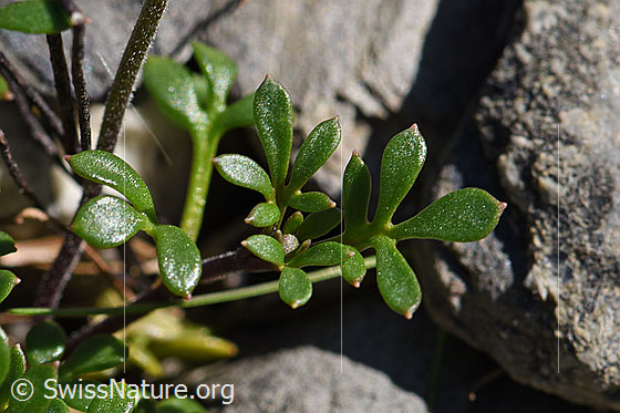Foto: Alpen-Gämskresse (Pritzelago alpina). Blätter.