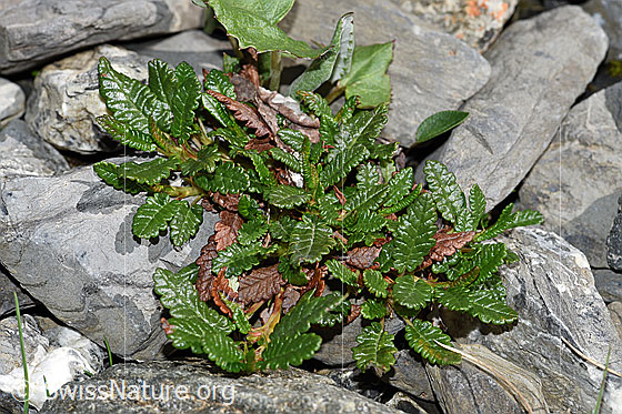 Foto: Silberwurz (Dryas octopetala). Blätter.