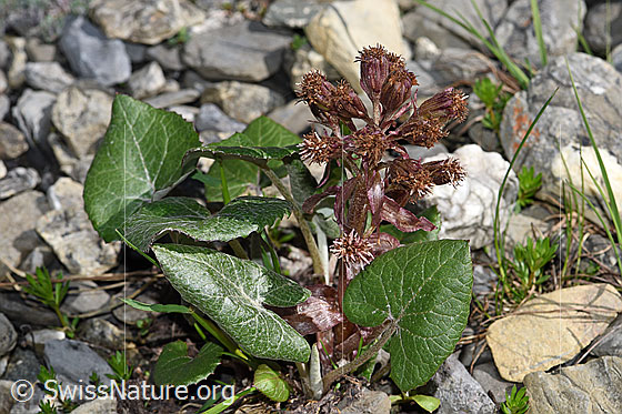 Foto: Alpen-Pestwurz (Petasites paradoxus). Ganze Pflanze (Habitus). Blüten fast verblüht. Ansicht von der Seite.