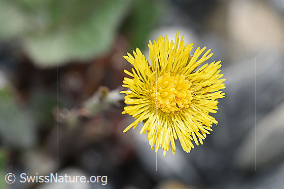 Photo: Tussilago farfara. Blossom. View from above.