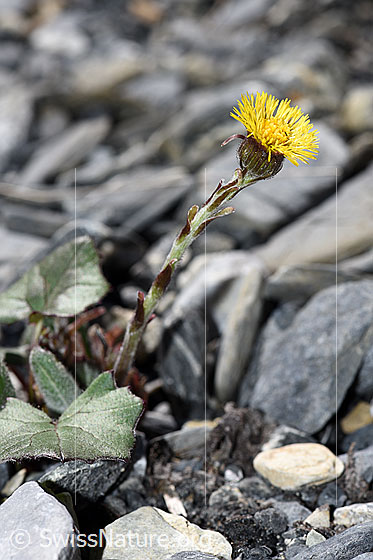 Photo: Tussilago farfara. Whole plant (habiti).