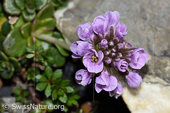 Foto: Kriechendes Täschelkraut (Thlaspi rotundifolium)