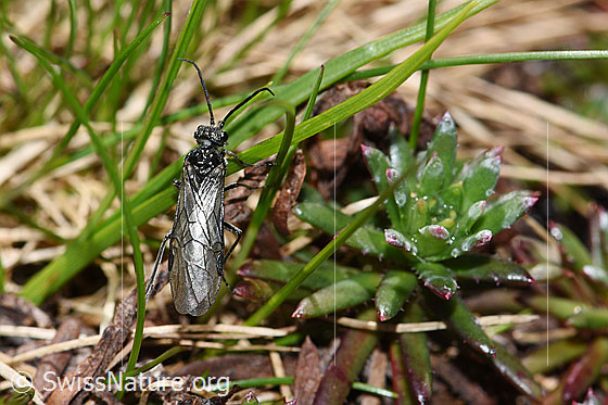 Foto: Schwarze Getreideblattwespe (Dolerus nitens). Länge 9 - 10mm. Ansicht von oben.