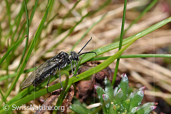 Foto: Schwarze Getreideblattwespe (Dolerus nitens). Länge 9 - 10mm. Ansicht von der Seite.