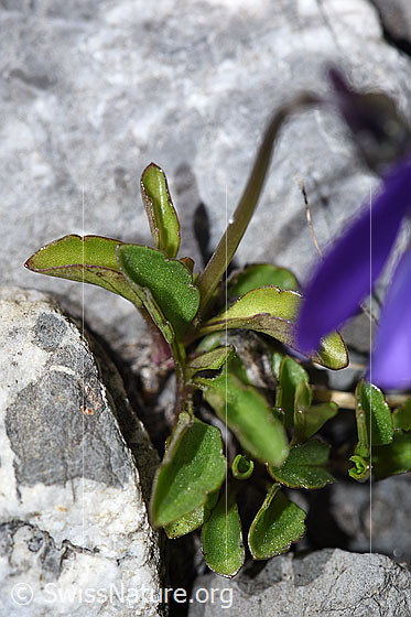 Foto: Langsporniges Stiefmütterchen (Viola calcarata). Blätter und Stängel.