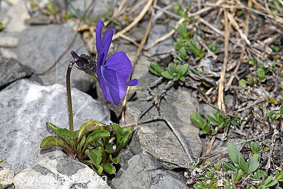 Foto: Langsporniges Stiefmütterchen (Viola calcarata). Ganze Pflanze (Habitus). Ansicht von der Seite.