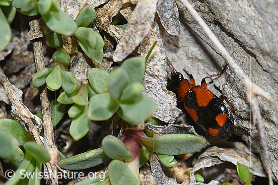 Photo: Lebia cruxminor. Length 5.3 -7.2Mm.