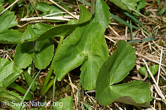 Foto: Sumpf-Dotterblume (Caltha palustris). Blätter.