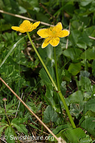 Foto: Sumpf-Dotterblume (Caltha palustris). Ganze Pflanze (Habitus).