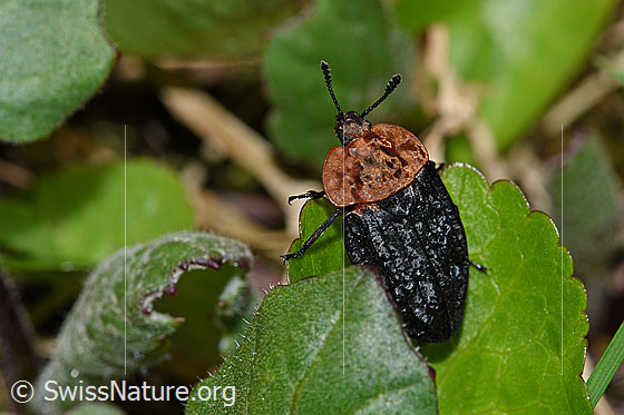 Foto: Rothalsige Silphe (Oiceoptoma thoracicum). Länge 11 - 16mm.