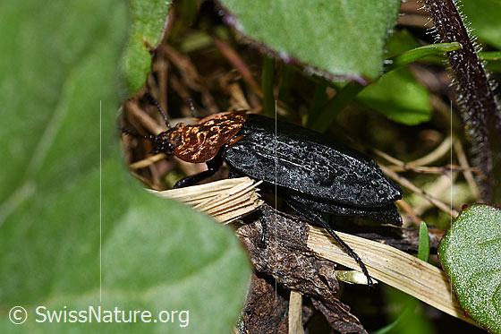 Foto: Rothalsige Silphe (Oiceoptoma thoracicum). Länge 11 - 16mm. Ansicht von der Seite.