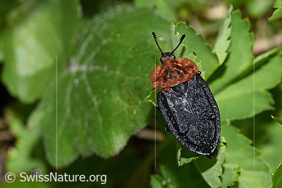 Foto: Rothalsige Silphe (Oiceoptoma thoracicum). Länge 11 - 16mm. Ansicht von oben.