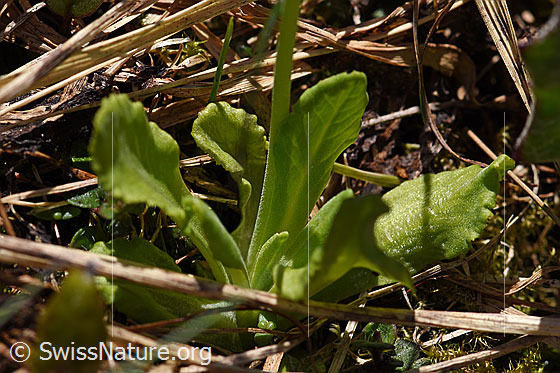 Photo: Primula farinosa. Stem and leaves.