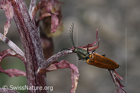 Ctenicera virens (Kammhorn-Schnellkäfer) an Alpen-Pestwurz (Petasites paradoxus)