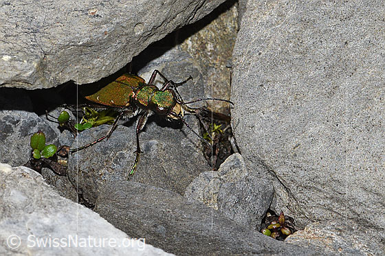 Photo: Cicindela campestris. View from diagonally above.