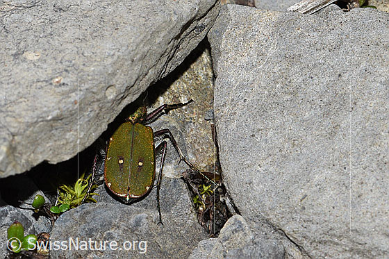 Photo: Cicindela campestris. View from above.