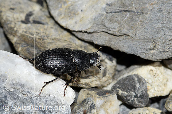 Foto: Grosser Dungkäfer (Aphodius fossor). Länge 10 - 13mm. Ansicht von der Seite. Wird auch Grabender Dungkäfer genannt.