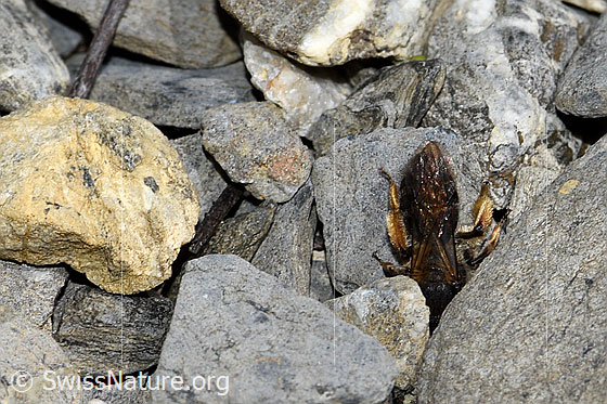 Foto: Wahrscheinlich Rotbeinige Rippensandbiene (Andrena tibialis). Länge 13 - 15mm. Weibchen. Ansicht von oben.