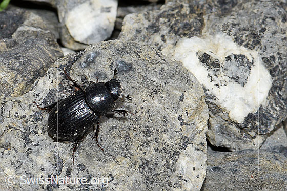 Foto: Grosser Dungkäfer (Aphodius fossor). Länge 10 - 13mm. Ansicht von oben. Wird auch Grabender Dungkäfer genannt.