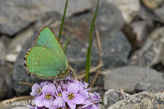 Foto: Brombeer-Zipfelfalter (Callophrys rubi) auf Kriechendem Täschelkraut (Thlaspi rotundifolium). Flügel geschlossen. Ansicht von der Seite. Wird auch Grüner Zipfelfalter genannt.