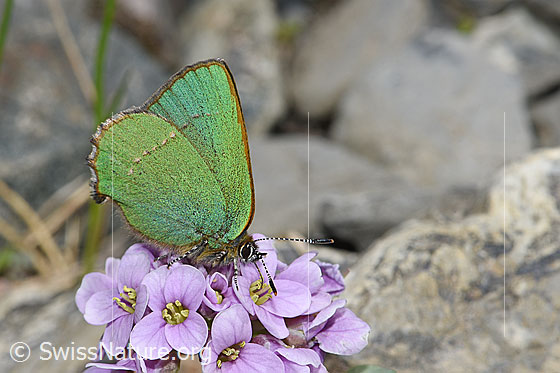 Brombeer-Zipfelfalter (Callophrys rubi) auf Kriechendem Täschelkraut (Thlaspi rotundifolium)