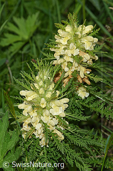 Photo: Pedicularis foliosa. Blossoms.