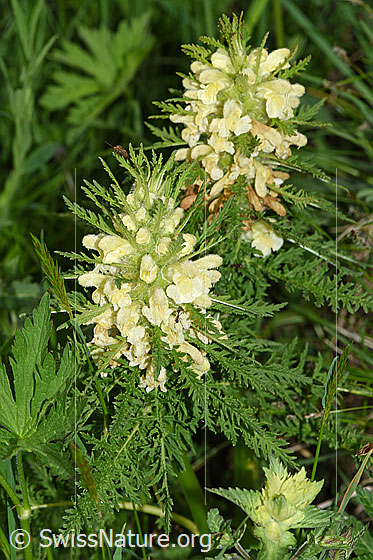 Photo: Pedicularis foliosa. Whole plant (Habiti).