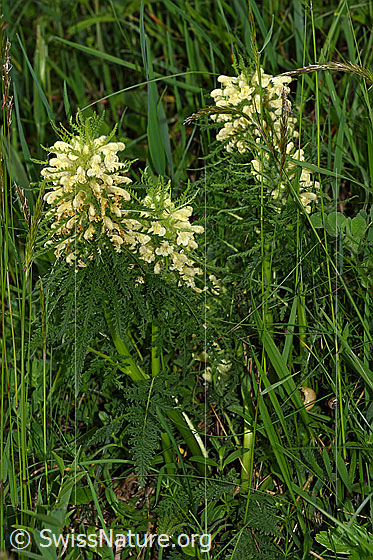 Photo: Pedicularis foliosa. Whole plant.