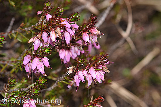 Photo: Erica carnea. Blossoms, leaves and branches.