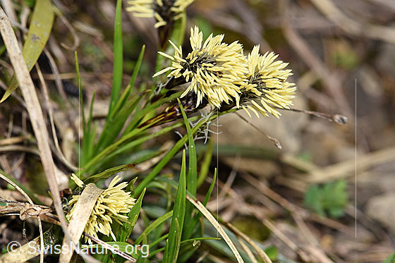 Photo: Probably Carex caryophyllea. Whole plant (habiti).