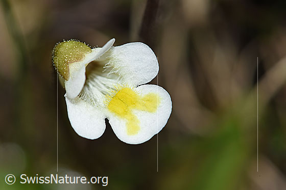 Photo: Pinguicula alpina. Blossom.