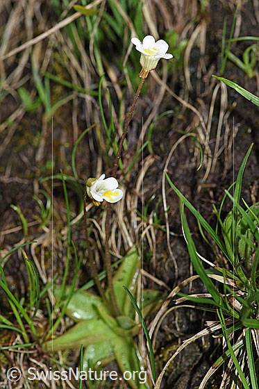 Photo: Pinguicula alpina. Whole plant (habiti).