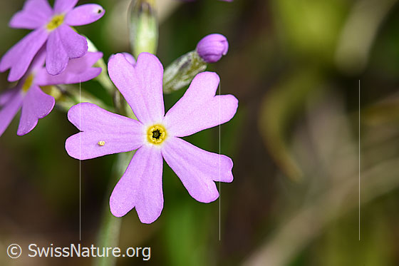 Photo: Primula farinosa. Blossom. There are a few eggs stuck on one of the petals.
