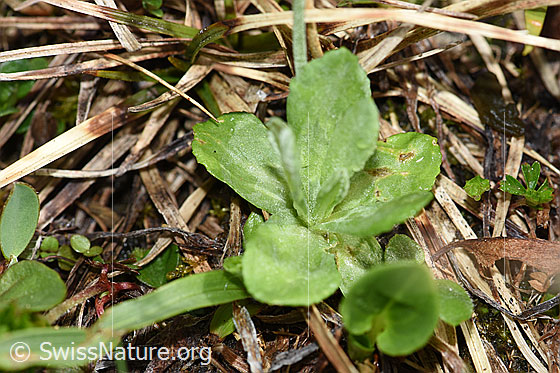 Foto: Mehl-Primel (Primula farinosa). Blätter.