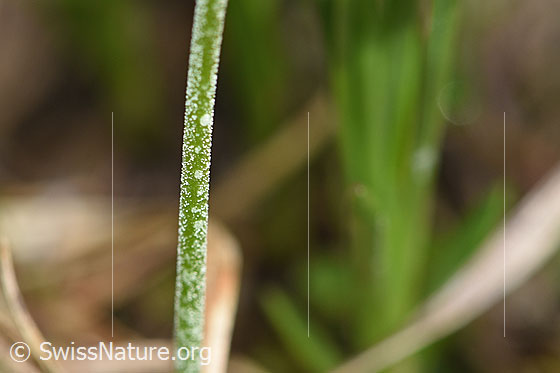 Foto: Mehl-Primel (Primula farinosa). Stängel.