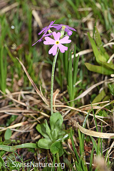 Photo: Primula farinosa. Whole plant (habiti).