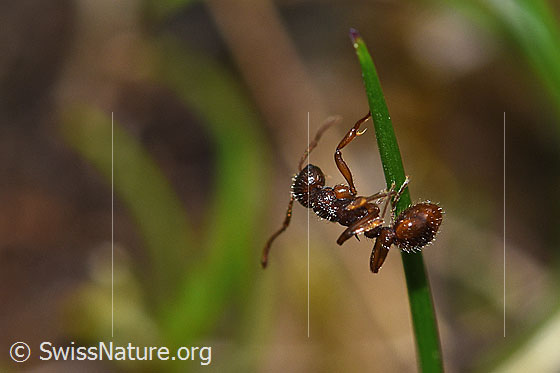 Photo: Manica rubida. Length 5 - 9mm. View from the side. The ant hangs on a blade of grass.