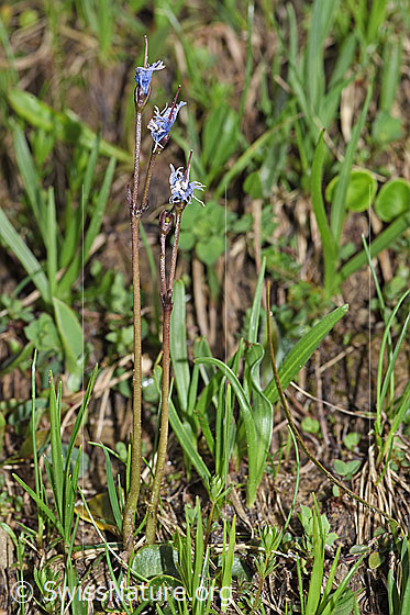 Photo: Soldanella alpina. Whole plant (habiti). Blossoms faded.