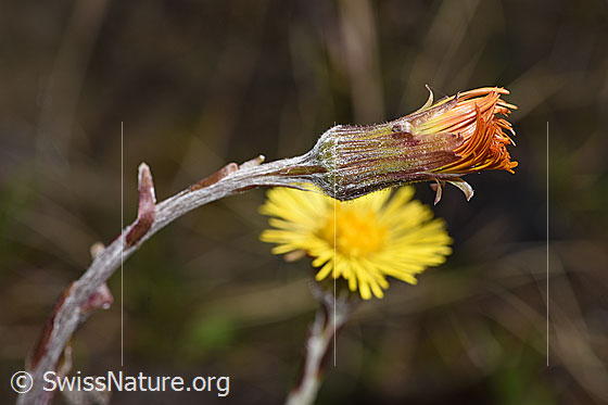 Foto: Huflattich (Tussilago farfara). Blüte geschlossen.