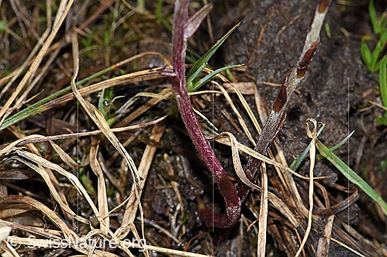 Foto: Huflattich (Tussilago farfara). Stängel.