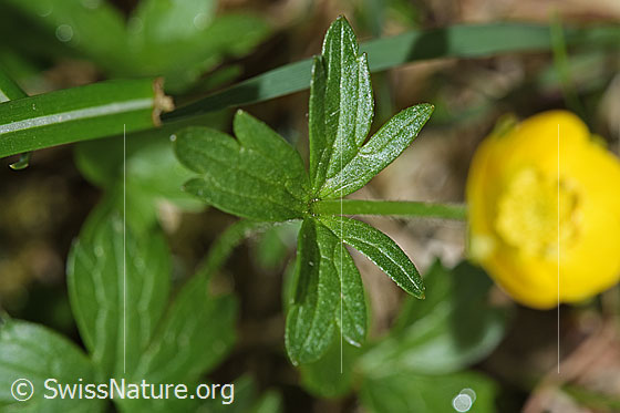 Foto: Berg-Hahnenfuss (Ranunculus montanus). Stängelblatt und Stängel.