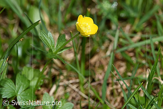 Foto: Berg-Hahnenfuss (Ranunculus montanus). Ganze Pflanze (Habitus).