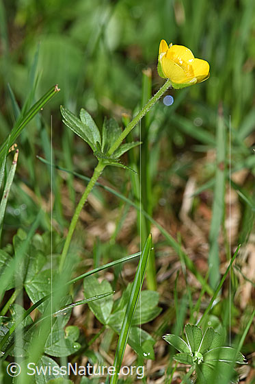 Photo: Ranunculus montanus. Whole plant (habiti).
